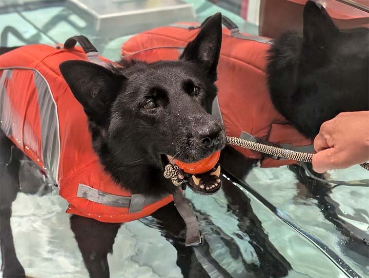 Treat-mill Club hydrotherapy membership