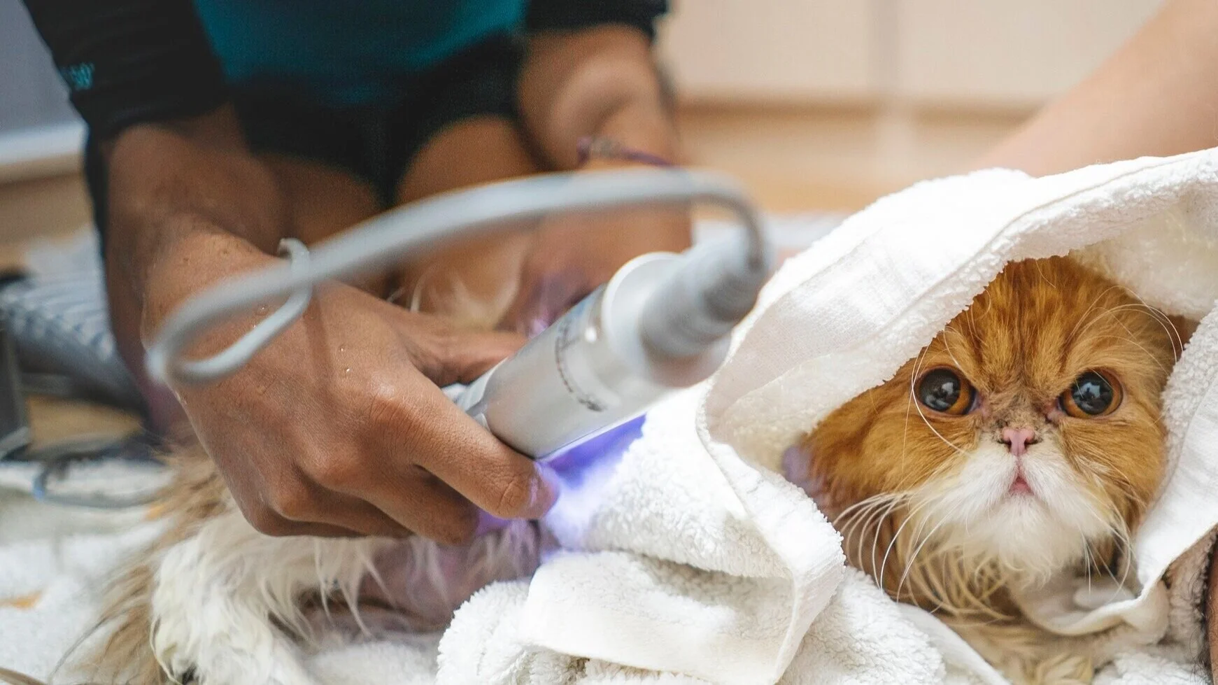 Dog physiotherapy and therapeutic exercise in Singapore