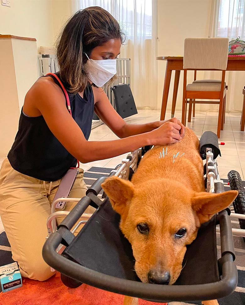 Acupuncture therapy