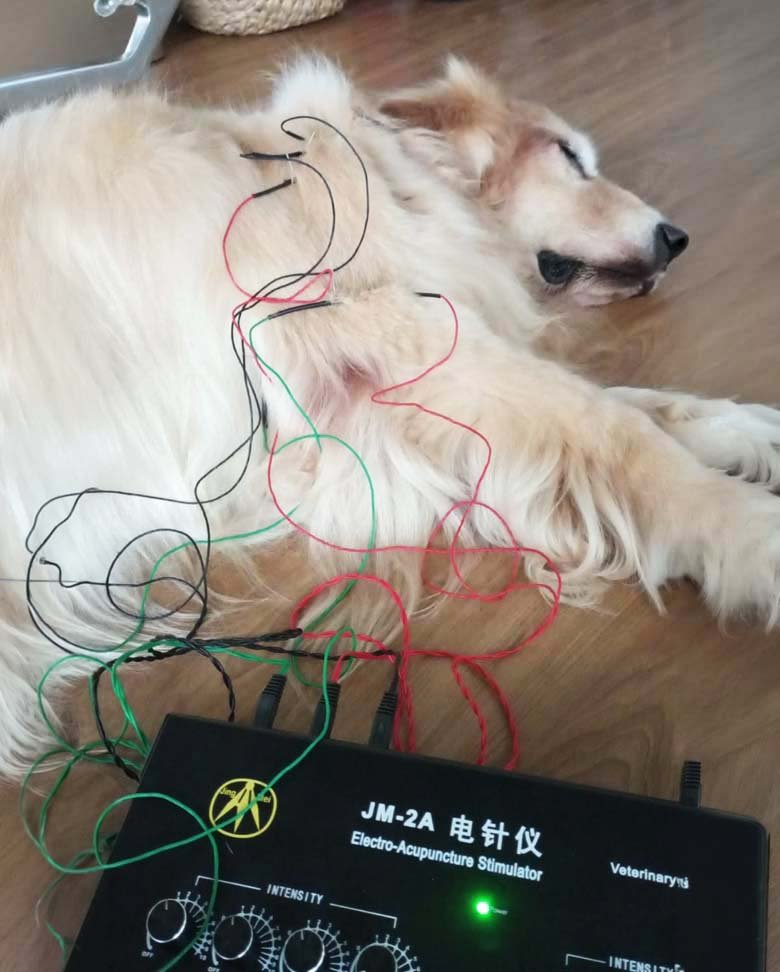 Acupuncture session