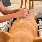 Pet acupuncture Singapore