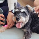 Veterinary house calls Singapore