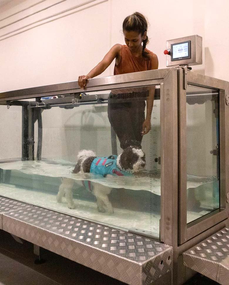Dog walking on the underwater treadmill at ARK