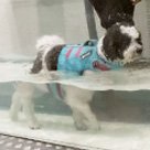Dog hydrotherapy Singapore