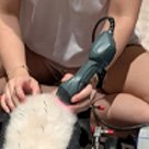 Laser therapy for dogs Singapore