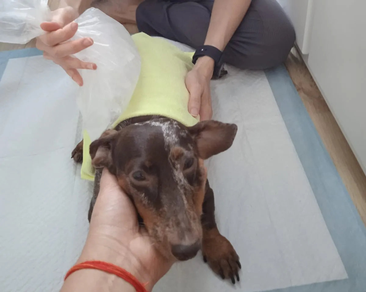 Soothing Comfort for Your Furry Friend: Using Hot and Cold Compress as Home Remedies for Pet Pain Management