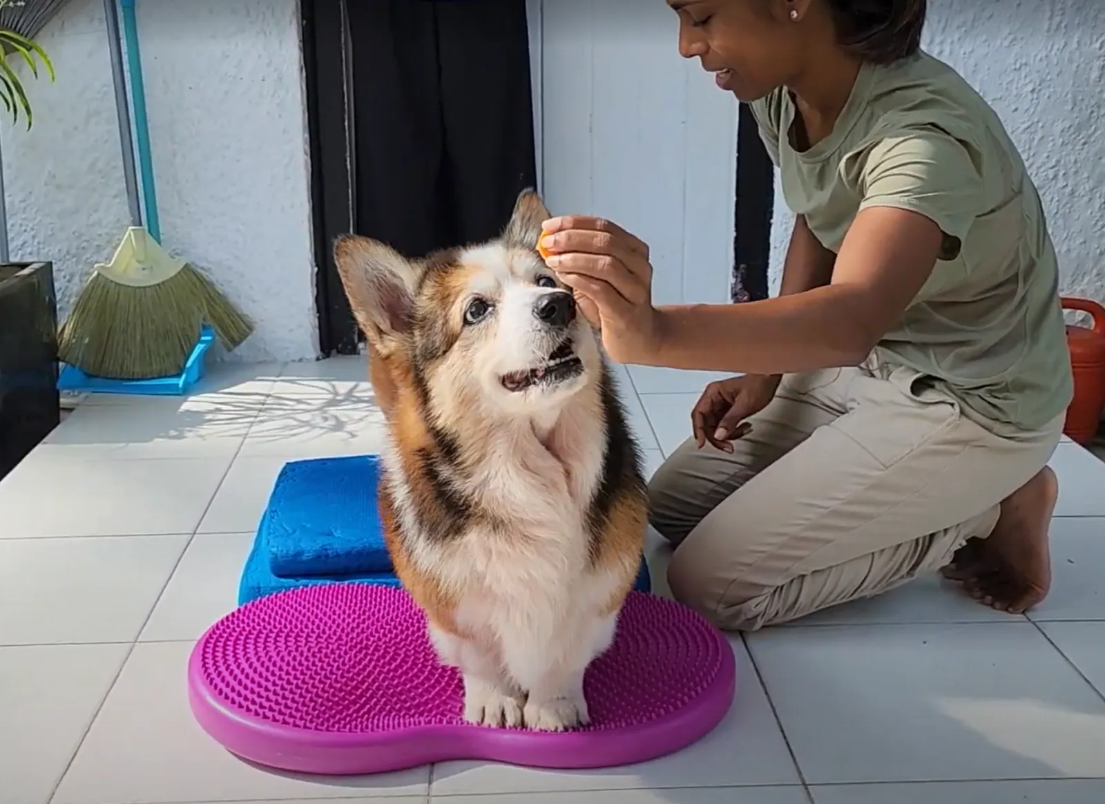 2. All Four Feet on a Balance Pad and Balance cushion (Full Body Engagement) — Why Walking Isn’t Enough for Senior Dogs: The Importance of Structured Exercise