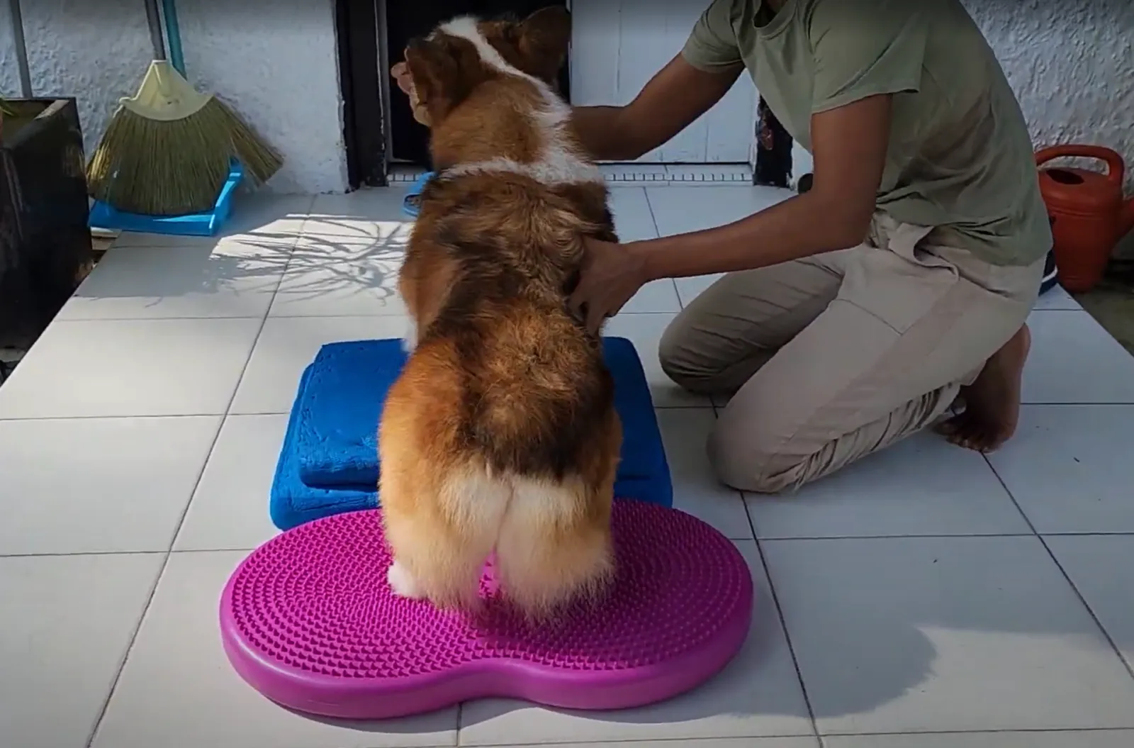2. All Four Feet on a Balance Pad and Balance cushion (Full Body Engagement) — Why Walking Isn’t Enough for Senior Dogs: The Importance of Structured Exercise