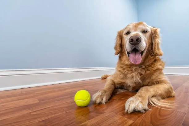 Why Walking Isn’t Enough for Senior Dogs: The Importance of Structured Exercise