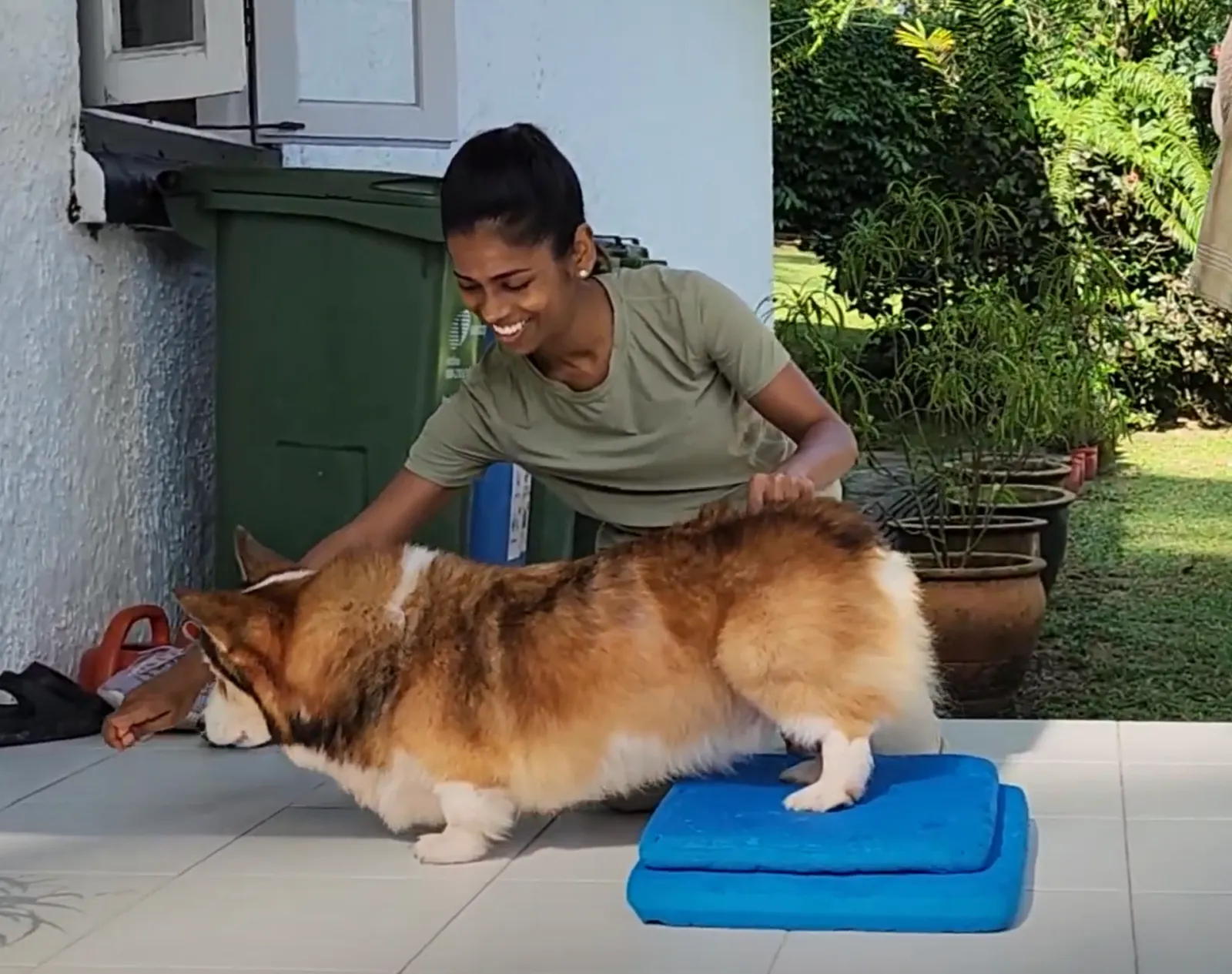 Tip — Why Walking Isn’t Enough for Senior Dogs: The Importance of Structured Exercise