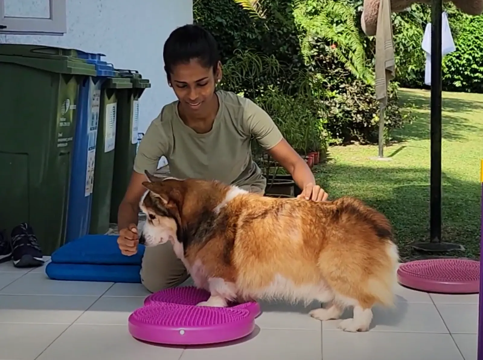 Tip — Why Walking Isn’t Enough for Senior Dogs: The Importance of Structured Exercise