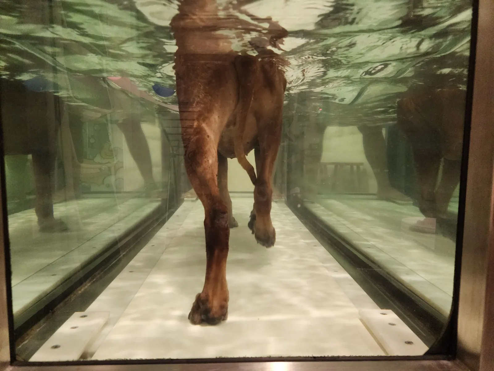 As a therapist, i absolutely love the underwater treadmill because it helps me understand the dog's movement! — Precision in Motion: Understanding Your Dog’s Gait with Hydrotherapy