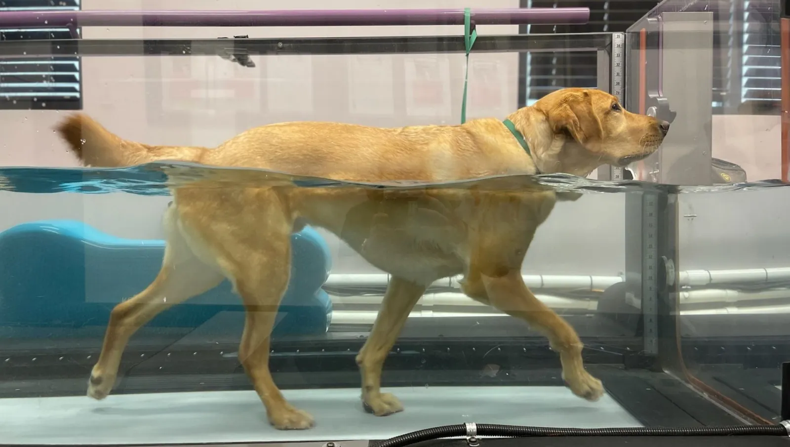Precision in Motion: Understanding Your Dog’s Gait with Hydrotherapy